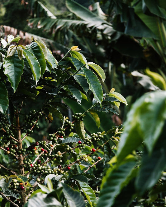 Ripening Castillo coffee cherries on the branch at our family farm in Caldas, Colombia