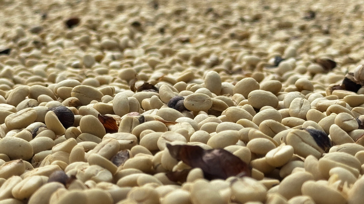Close-up of unroasted green coffee beans